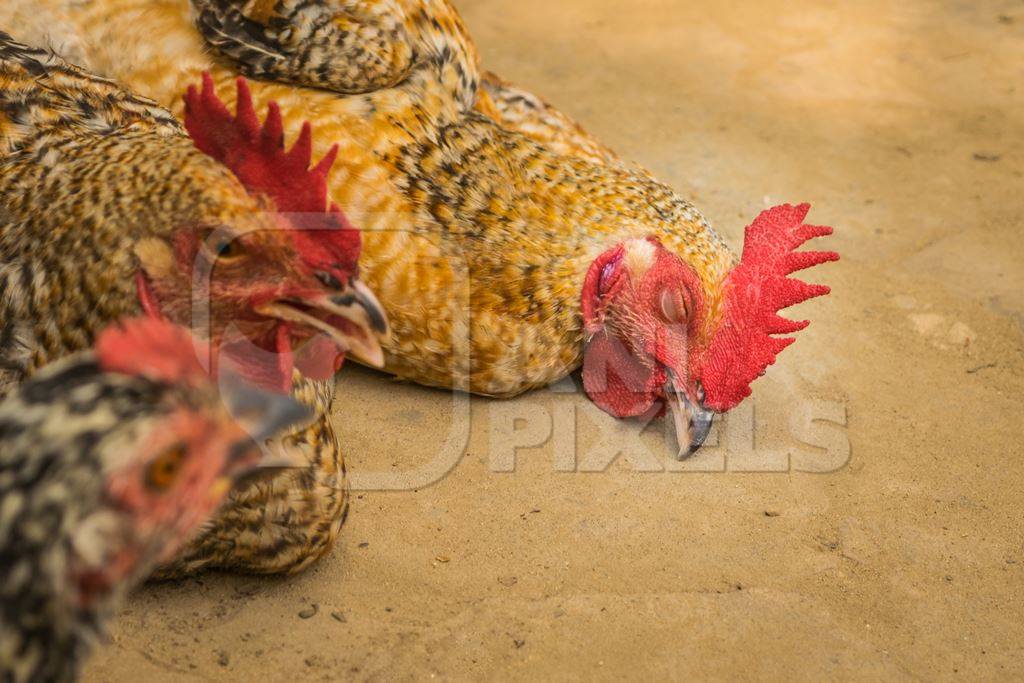 Chickens tied up and on sale on the ground at a market