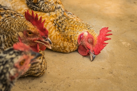 Chickens tied up and on sale on the ground at a market