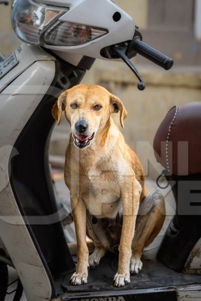Indian street dog or stray pariah dog sitting on scooter in the urban city of Jodhpur, India, 2022