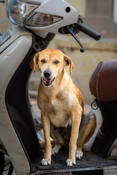 Indian street dog or stray pariah dog sitting on scooter in the urban city of Jodhpur, India, 2022