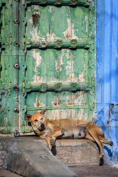 Indian street dog or stray pariah dog with green door background in the urban city of Jodhpur, India, 2022