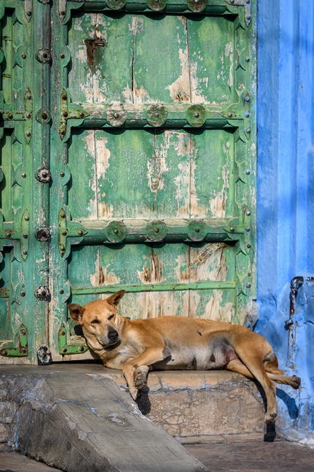 Indian street dog or stray pariah dog with green door background in the urban city of Jodhpur, India, 2022