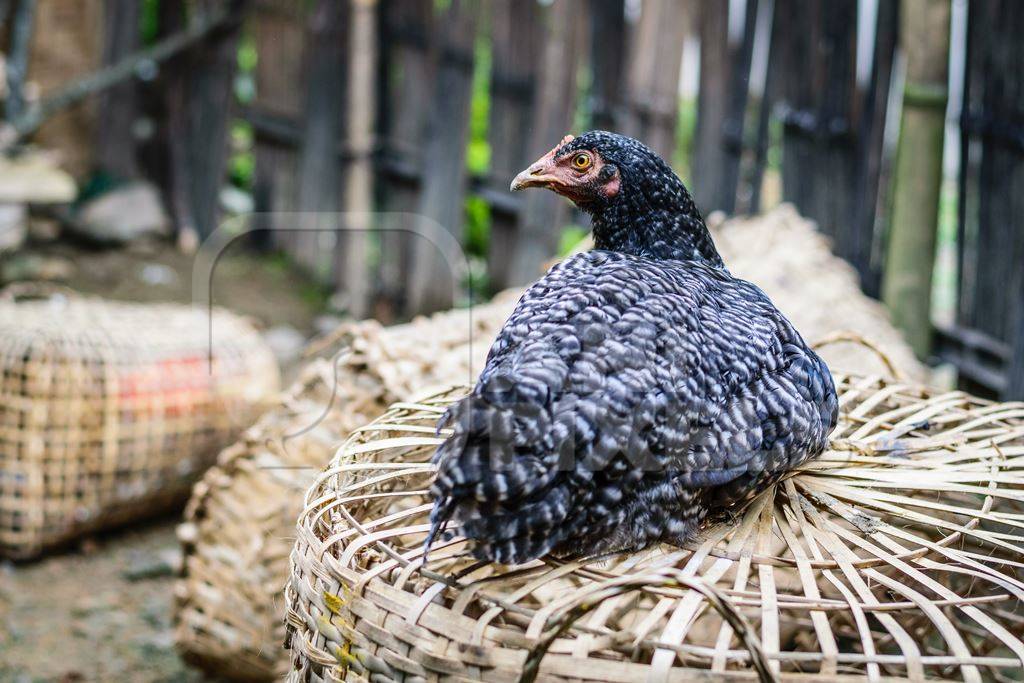 Chickens on sale in bamboo woven baskets in a  rural town