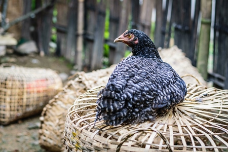 Chickens on sale in bamboo woven baskets in a  rural town