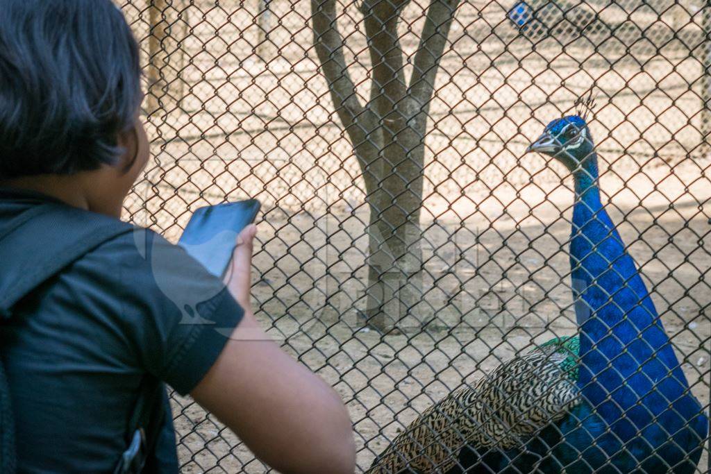 Girl taking photo with mobile phone of peacock bird behind fence in enclosure in zoo