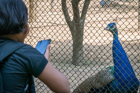 Girl taking photo with mobile phone of peacock bird behind fence in enclosure in zoo