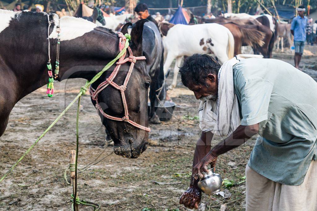Man and horse owner at Sonepur cattle fair