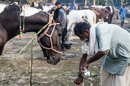 Man and horse owner at Sonepur cattle fair