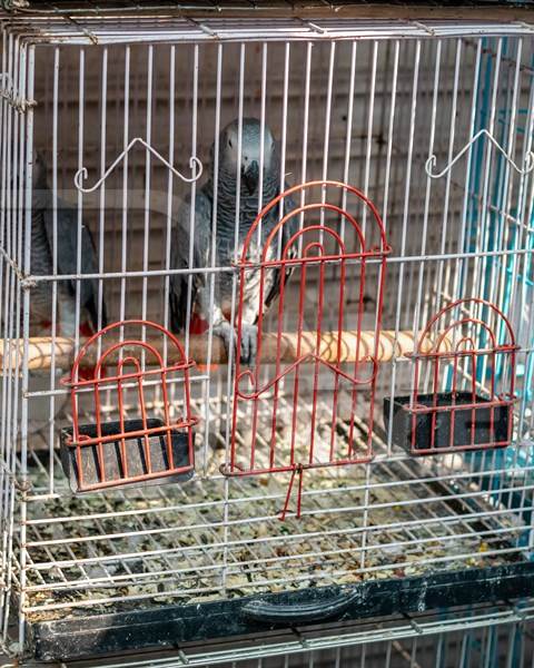 African grey parrots in cages sold as pets at Crawford pet market in Mumbai