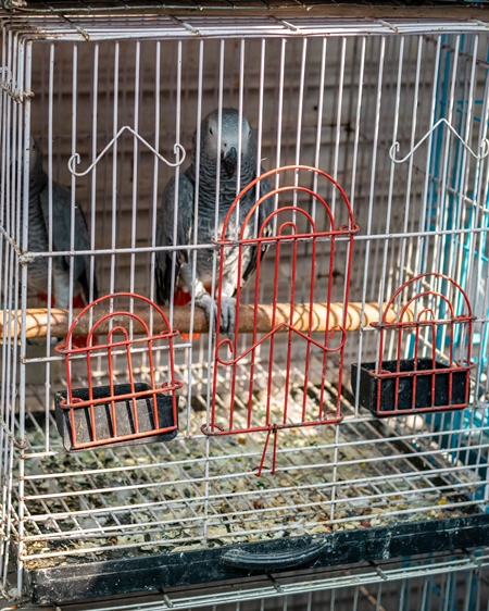 African grey parrots in cages sold as pets at Crawford pet market in Mumbai