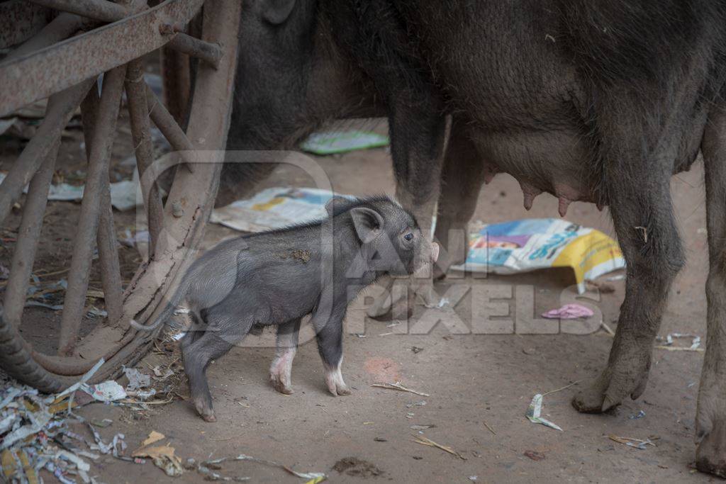 Indian feral or urban pig mother and small baby piglet on the street in a small town in Rajasthan in India