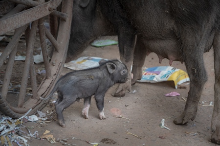 Indian feral or urban pig mother and small baby piglet on the street in a small town in Rajasthan in India