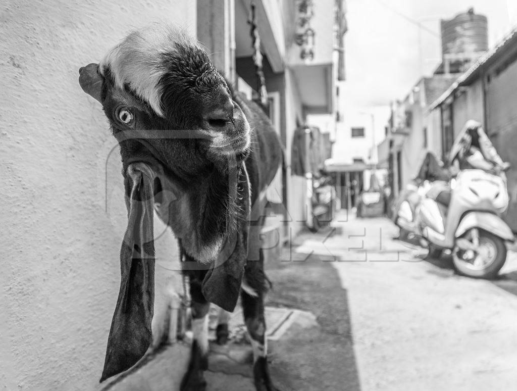 Goat bought for Eid religious sacrifice tied up in urban city street in black and white