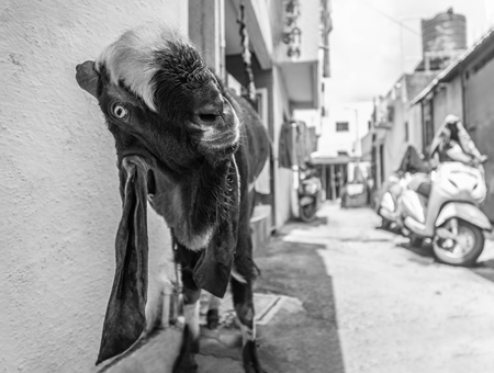 Goat bought for Eid religious sacrifice tied up in urban city street in black and white