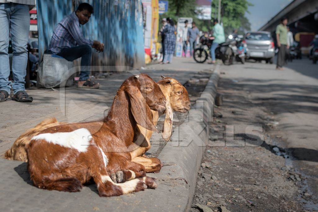 Indian baby goats on the street outside a mutton shop, Pune, India, 2022