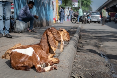 Indian baby goats on the street outside a mutton shop, Pune, India, 2022