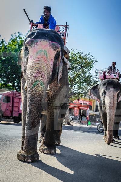 Painted elephant used for entertainment tourist ride walking on street in Ajmer