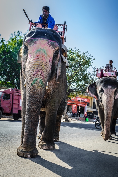 Painted elephant used for entertainment tourist ride walking on street in Ajmer