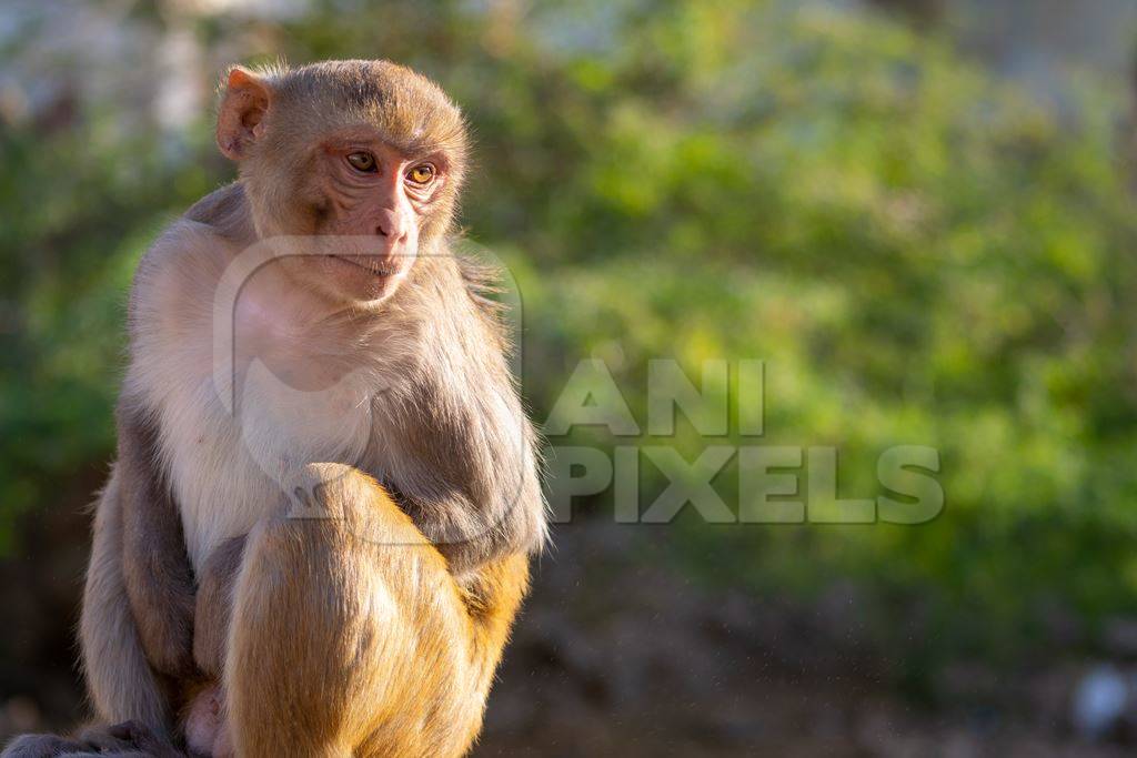 Photo of one Indian macaque monkey at Galta Ji monkey temple near Jaipur in Rajasthan in India