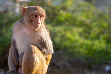 Photo of one Indian macaque monkey at Galta Ji monkey temple near Jaipur in Rajasthan in India