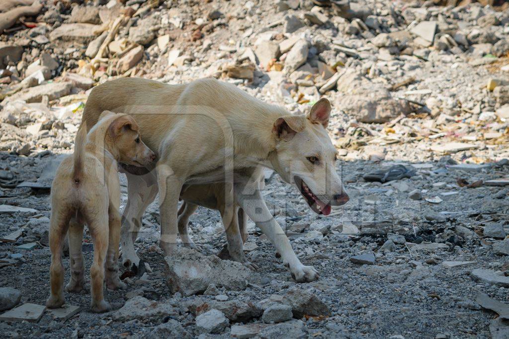 Mother street dog with puppies in a slum area in an urban city