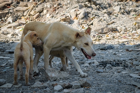 Mother street dog with puppies in a slum area in an urban city