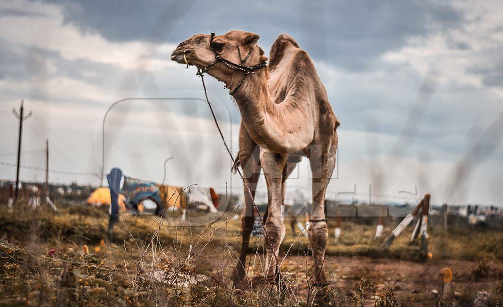 Camel with harness and rope standing in field
