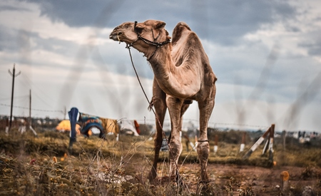 Camel with harness and rope standing in field