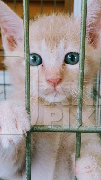 Ginger kitten in cage waiting for adoption