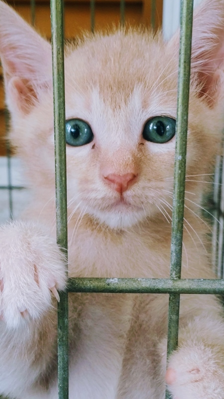 Ginger kitten in cage waiting for adoption