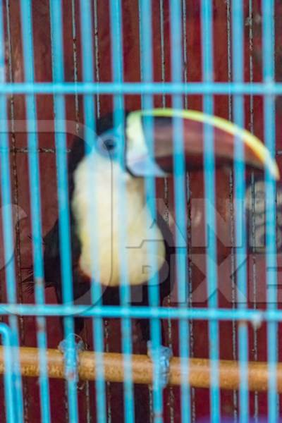 Toucan exotic bird in a cage on sale at Crawford pet market in Mumbai, India