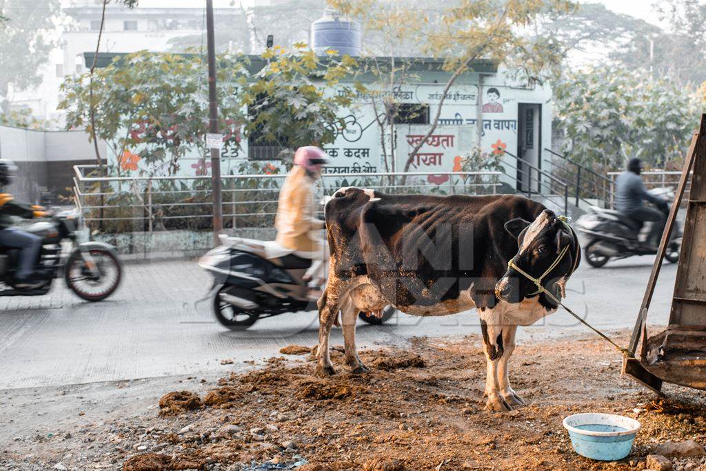 Indian dairy cow on an urban tabela in the divider of a busy road, Pune, Maharashtra, India, 2024