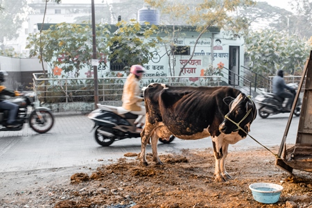 Indian dairy cow on an urban tabela in the divider of a busy road, Pune, Maharashtra, India, 2024