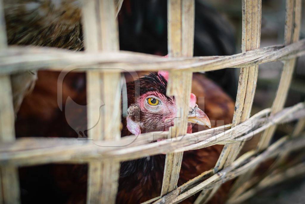 Chickens on sale in bamboo baskets at an animal market