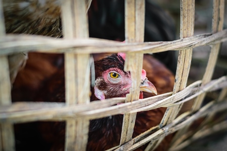 Chickens on sale in bamboo baskets at an animal market