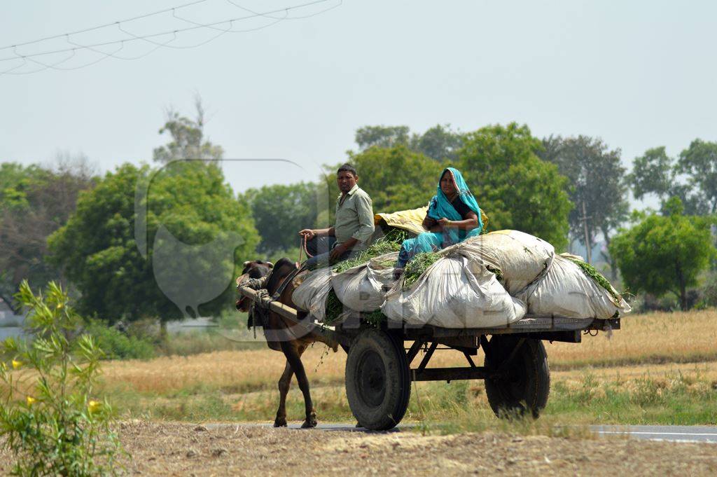 Bullock pulling cart with couple and goods in rural area