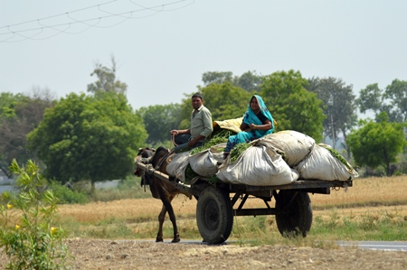 Bullock pulling cart with couple and goods in rural area