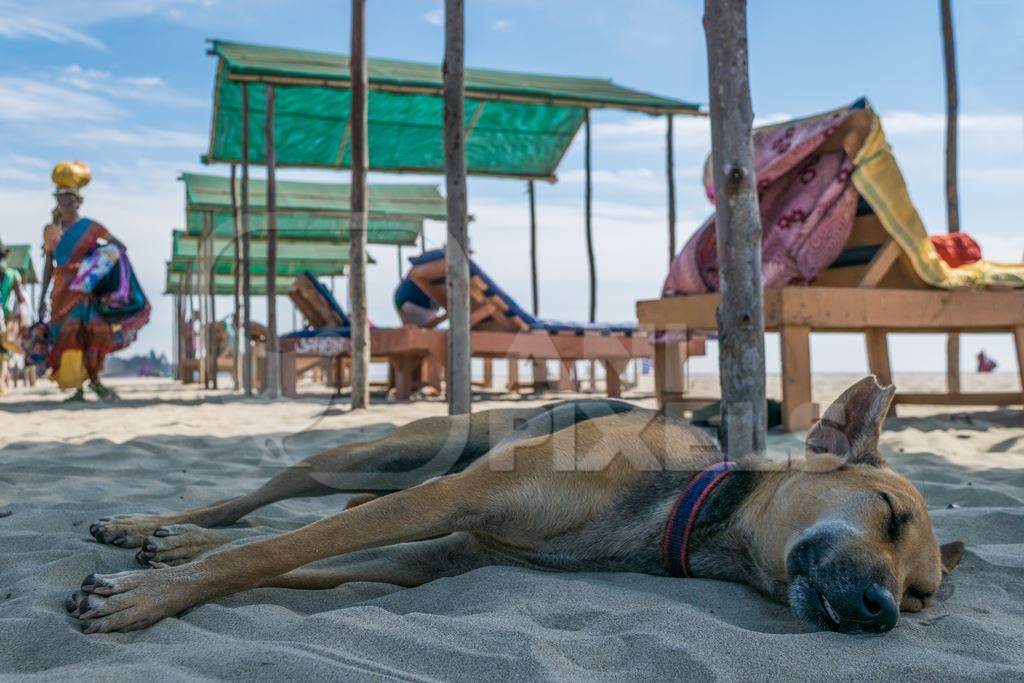 Street dog sleeping on the beach near tourists on Mandrem beach in Goa