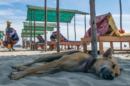 Street dog sleeping on the beach near tourists on Mandrem beach in Goa