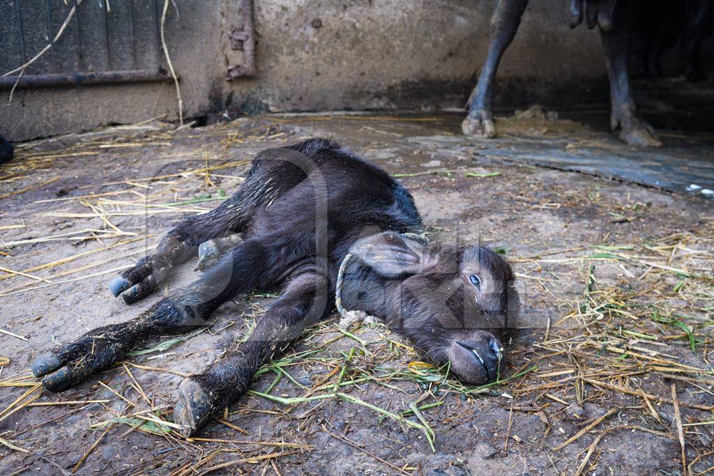 Dead Indian buffalo calf lying on the ground on an urban dairy farm or tabela, Aarey milk colony, Mumbai, India, 2023