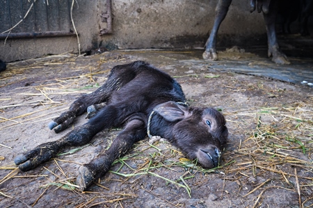 Dead Indian buffalo calf lying on the ground on an urban dairy farm or tabela, Aarey milk colony, Mumbai, India, 2023