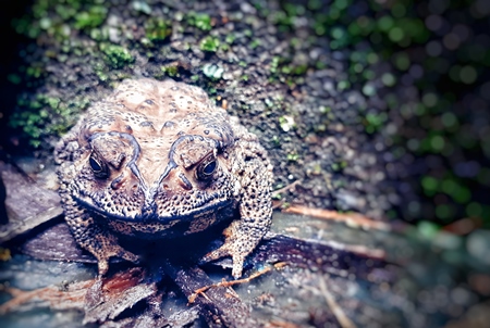 Close up of unknown species of frog or toad