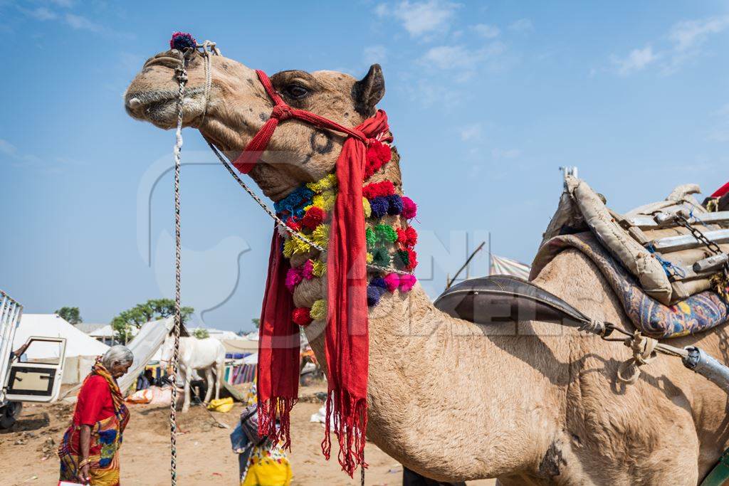 Decorated Indian camel in the animal tourism industry harnessed for tourist rides at Pushkar camel fair in Rajasthan, India, 2019