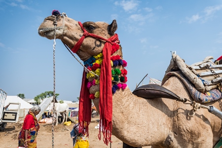 Decorated Indian camel in the animal tourism industry harnessed for tourist rides at Pushkar camel fair in Rajasthan, India, 2019