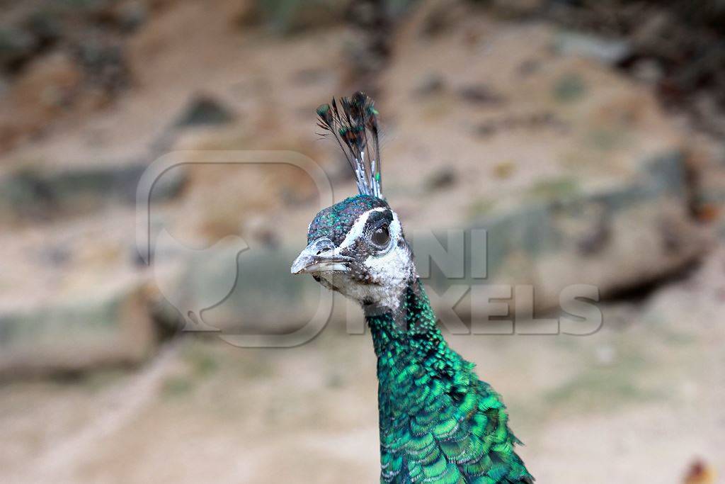 Close up of green peacock head