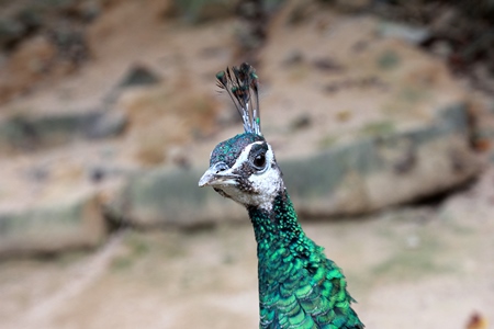 Close up of green peacock head