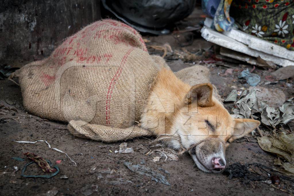 Dogs tied up in sacks waiting to be butchered and sold as meat at a dog market