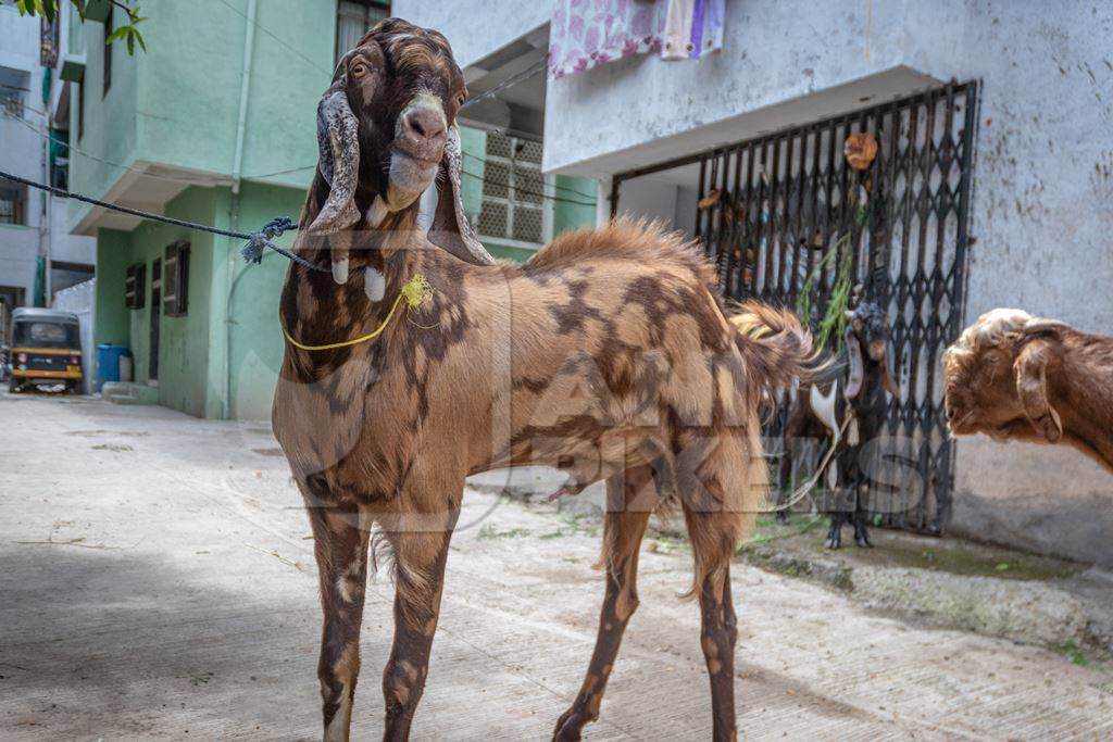 Large male goat tied up outside house to be slaughtered for Eid sacrifice in urban city of Pune, India
