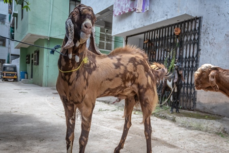 Large male goat tied up outside house to be slaughtered for Eid sacrifice in urban city of Pune, India