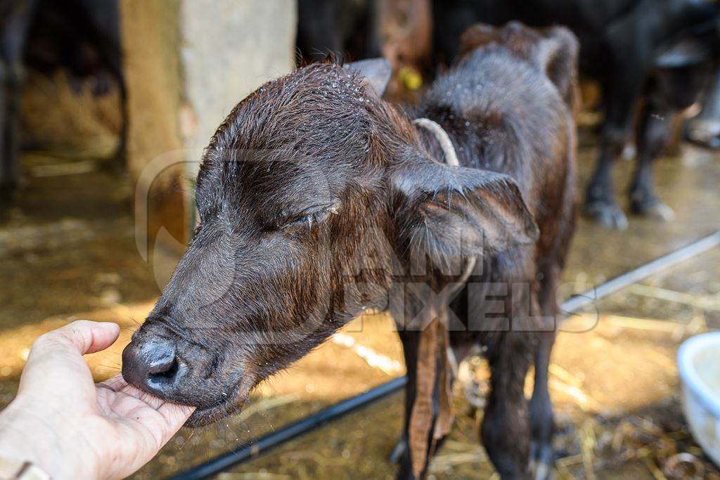 Indian buffalo calf sucking on fingers in a concrete shed on an urban dairy farm or tabela, Aarey milk colony, Mumbai, India, 2023